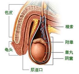 包皮红肿发痒是什么原因?有危害吗?