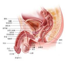 阴囊炎症状