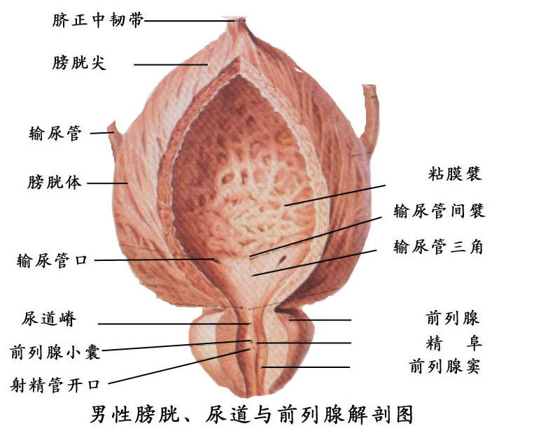 南沙前列腺场效消融术大概多少钱