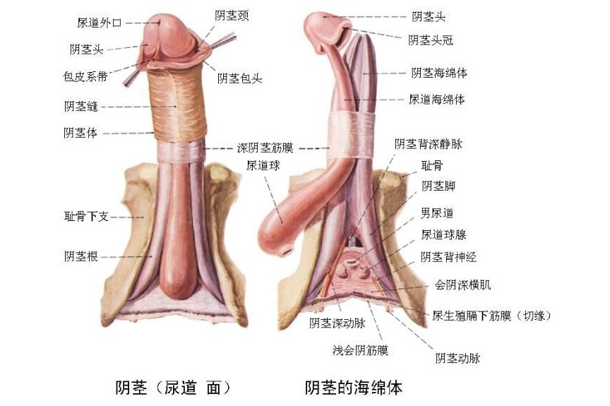 Ǯ